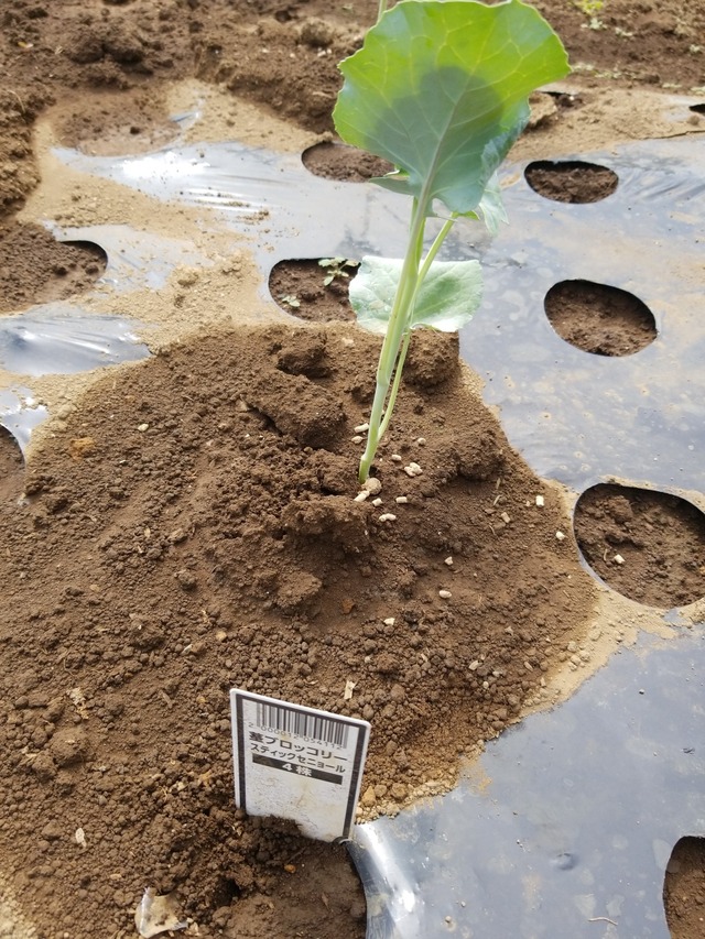 IMG_20230828_134534_copy_1512x2016