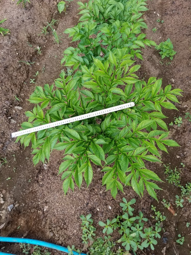 20210803_075311_copy_2268x3024