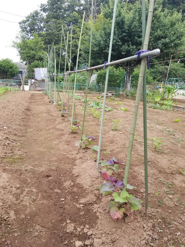 20230628_072032_copy_1512x2016