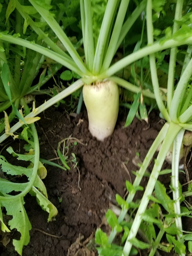 20201109_073952_copy_2268x3024