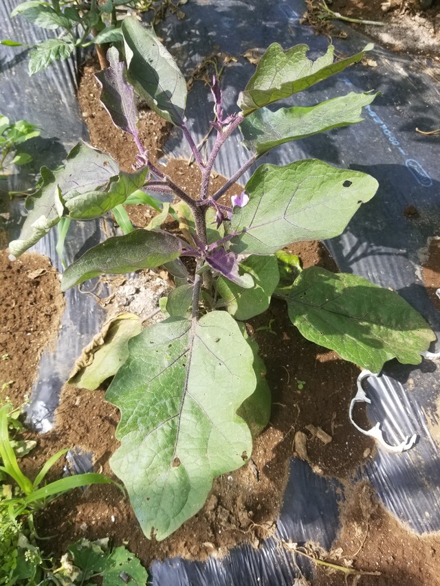 ナスの台木 トルバムビガーとナスの命 のじさんの徒然草 ナスの台木 トルバムビガーとナスの命 のじさんの徒然草