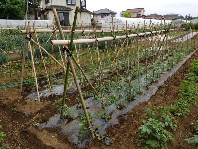 トマトの誘引と脇芽欠き のじさんの徒然草 トマトの誘引と脇芽欠き のじさんの徒然草