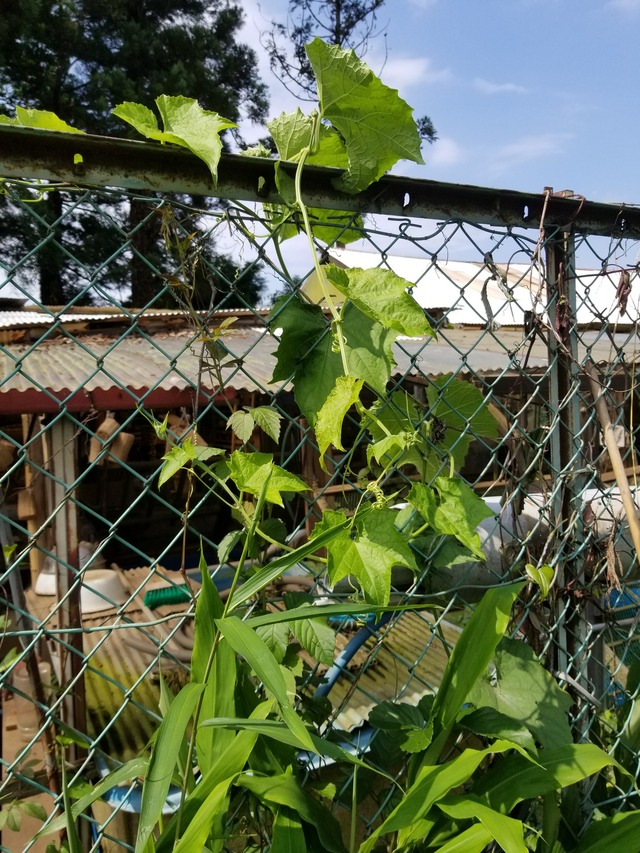 20200629_091506_copy_2268x3024