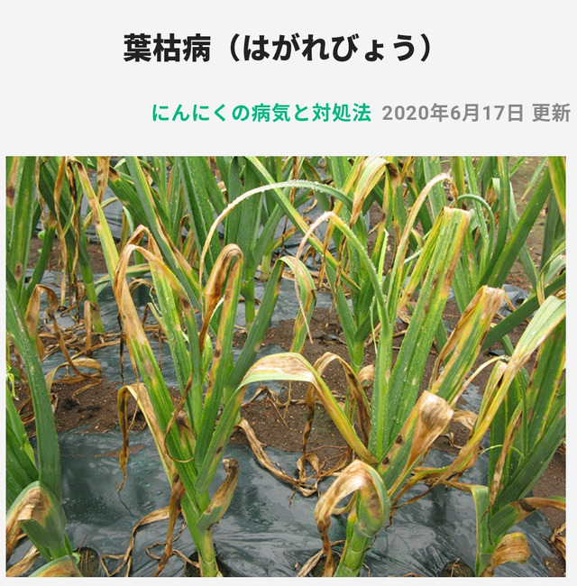 ニンニクの葉枯れ病 のじさんの徒然草