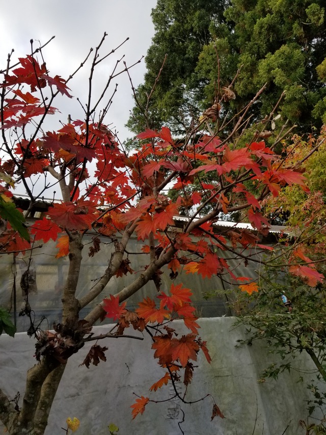 20211110_081009_copy_2268x3024
