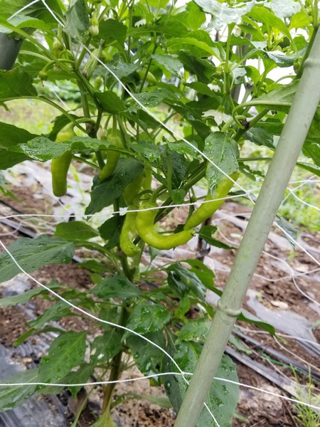 20190702_083513-1620x2160