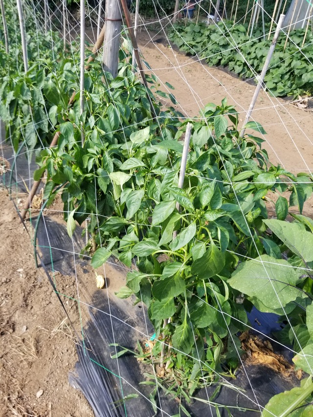 20230711_152820_copy_1512x2016