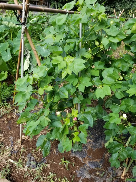 20190815_081233-1620x2160