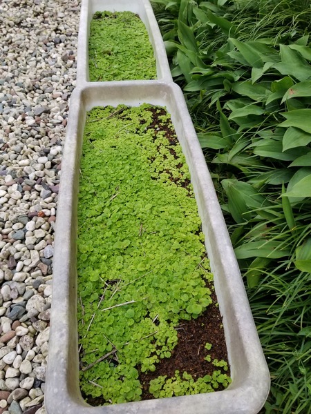 20190706_182416-1620x2160