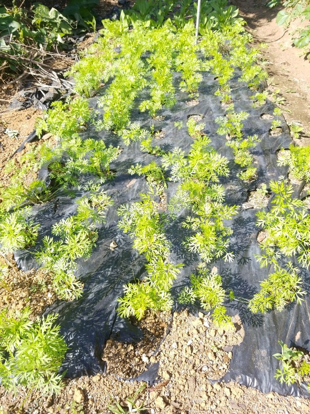 IMG_20231024_103502_copy_1512x2016