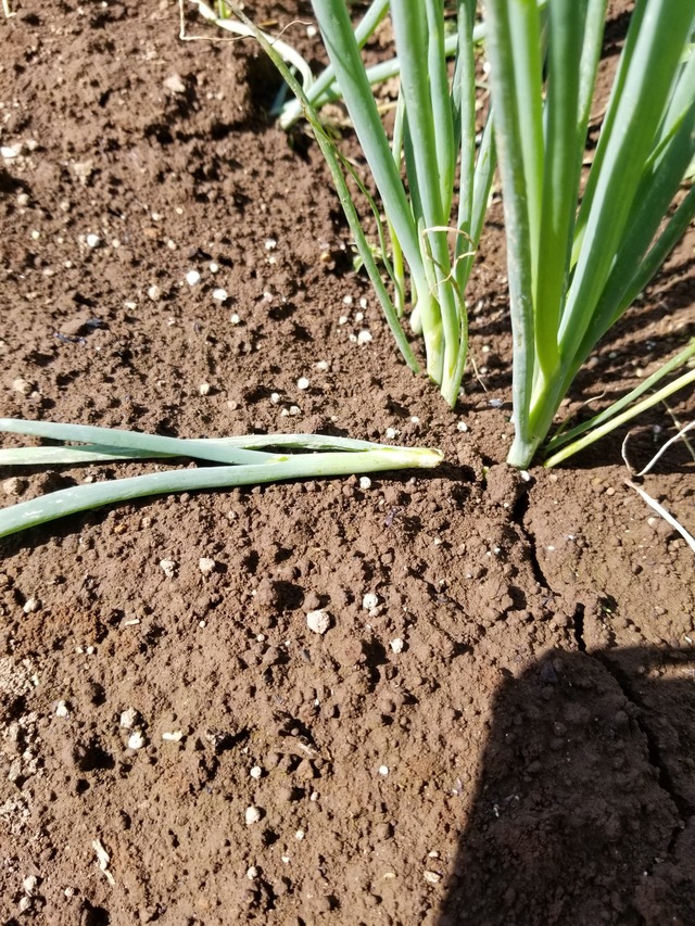 20230601_084958_copy_1512x2016