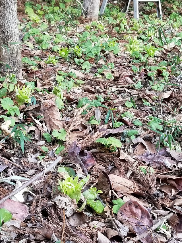 20210220_071549_copy_3024x4032