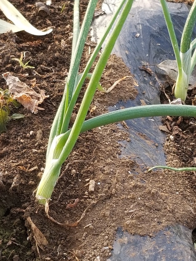 20211220_074847_copy_2268x3024