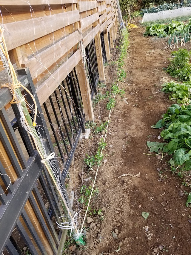 20210106_082924_copy_3024x4032