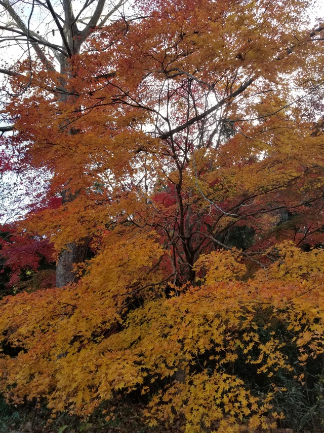 20201122_140711_copy_3024x4032