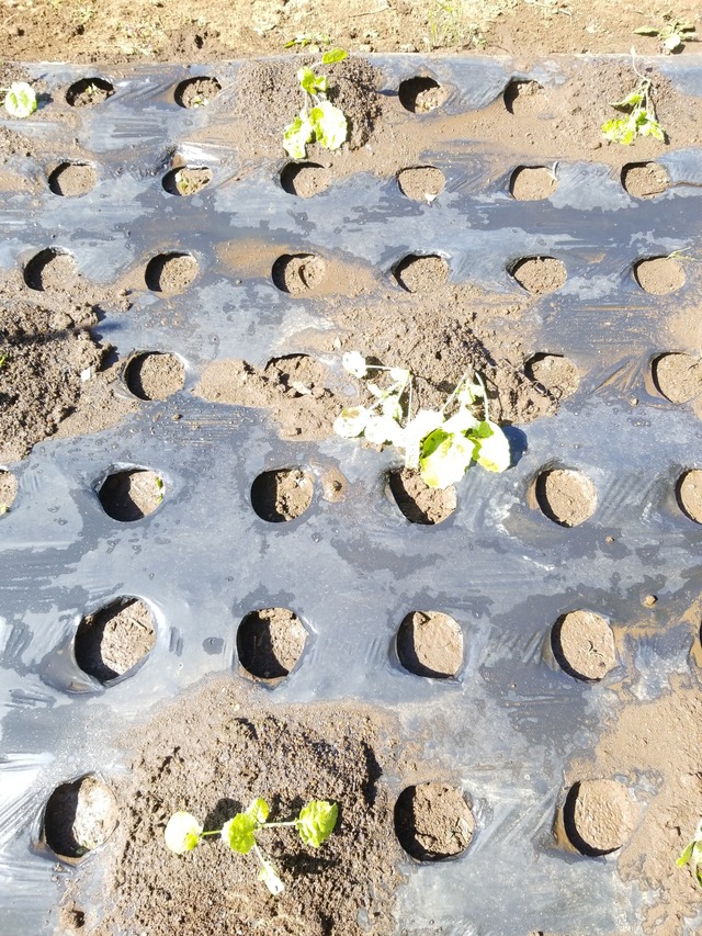 IMG_20231007_101124_copy_1512x2016