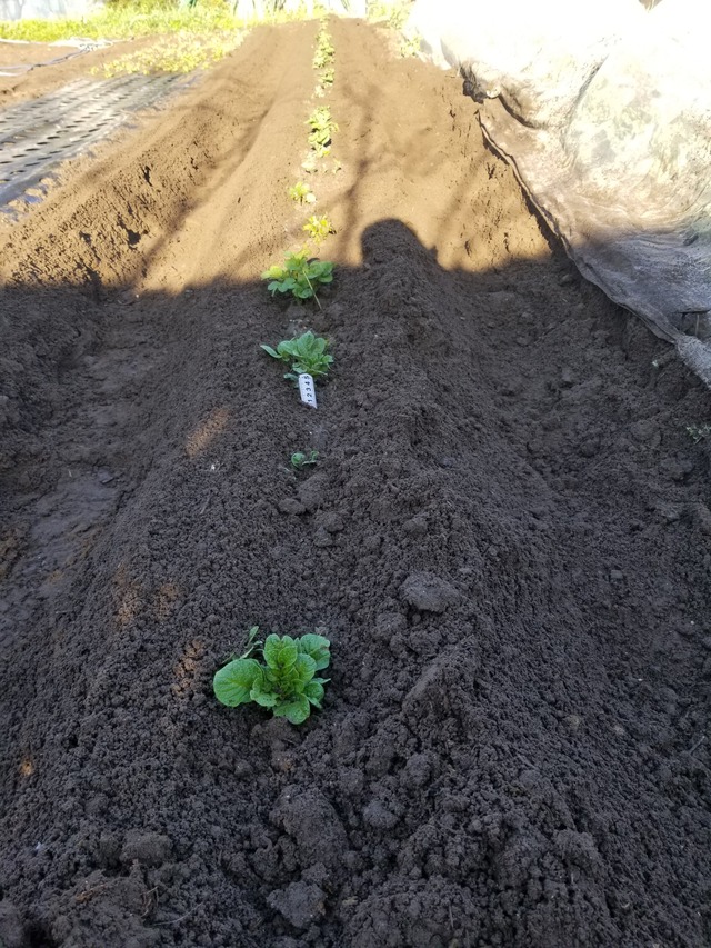 ジャガイモ高松式 土を掛けた のじさんの徒然草