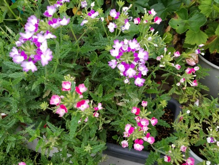 20190706_181520-2160x1620