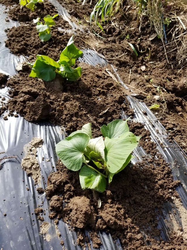 さつまいも 植え付けで大事な事 のじさんの徒然草 さつまいも 植え付けで大事な事 のじさんの徒然草