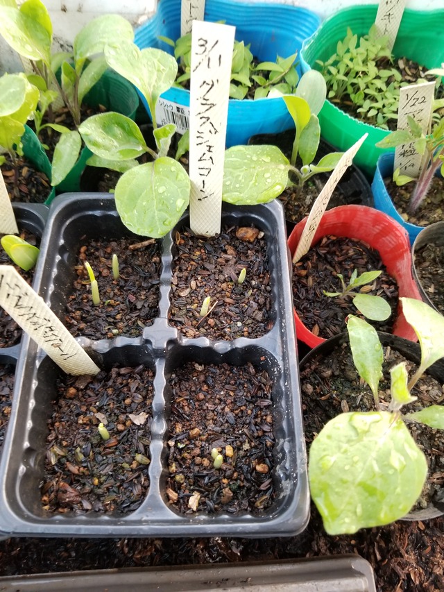 ウリ科の発芽日数 グラスジェムコーン のじさんの徒然草 ウリ科の発芽日数 グラスジェムコーン のじさんの徒然草