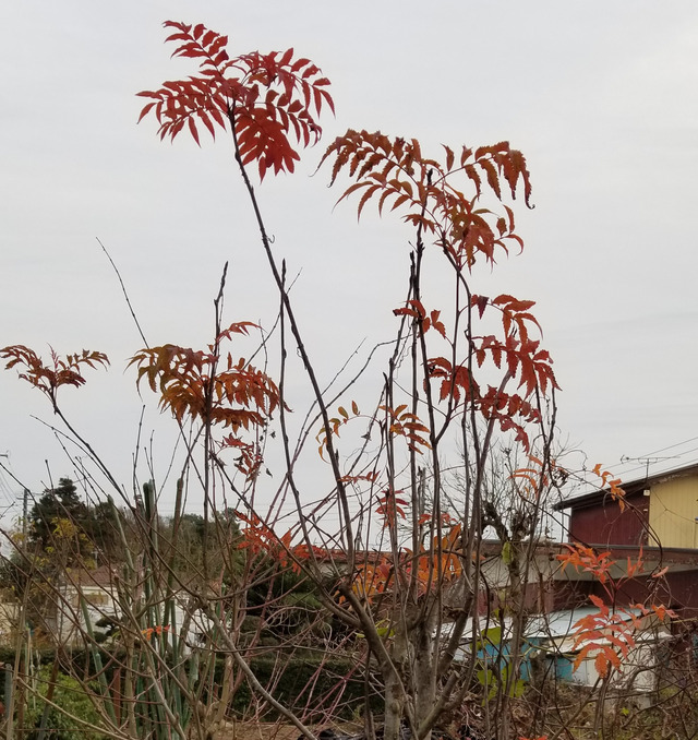 IMG_20201214_101506