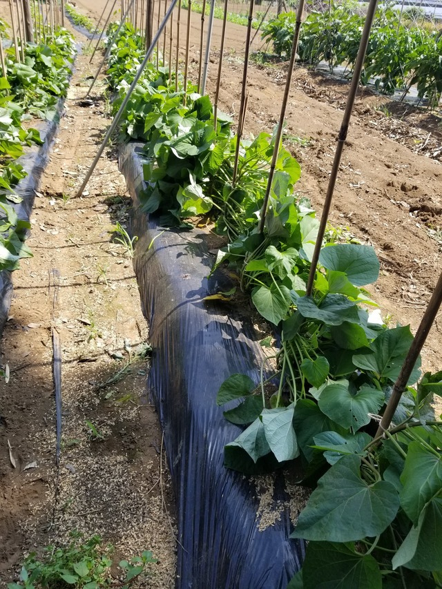 20230703_140729_copy_1512x2016