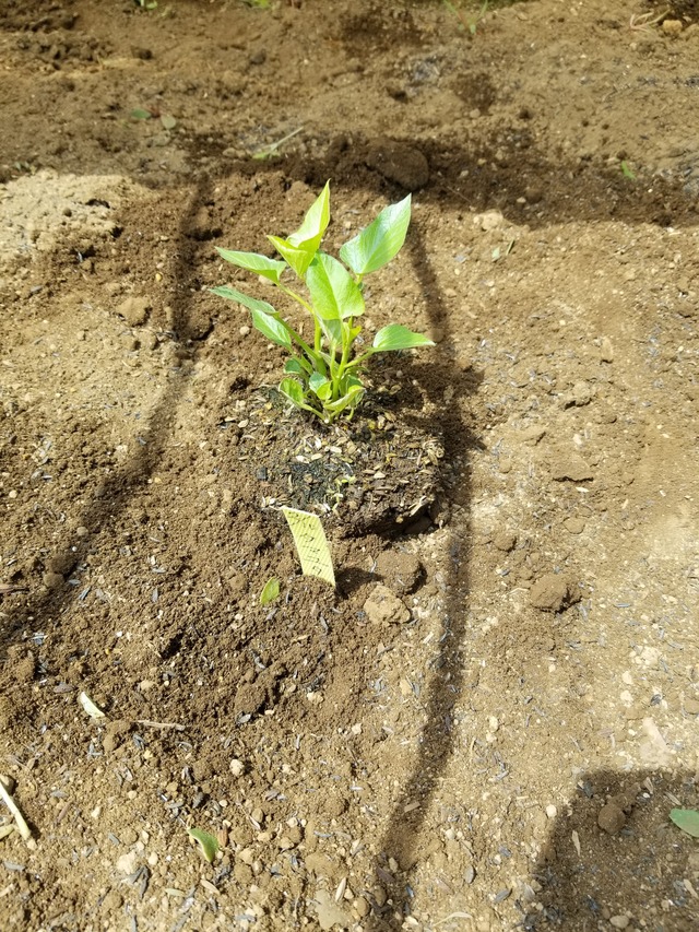 20220417_104655_copy_2268x3024