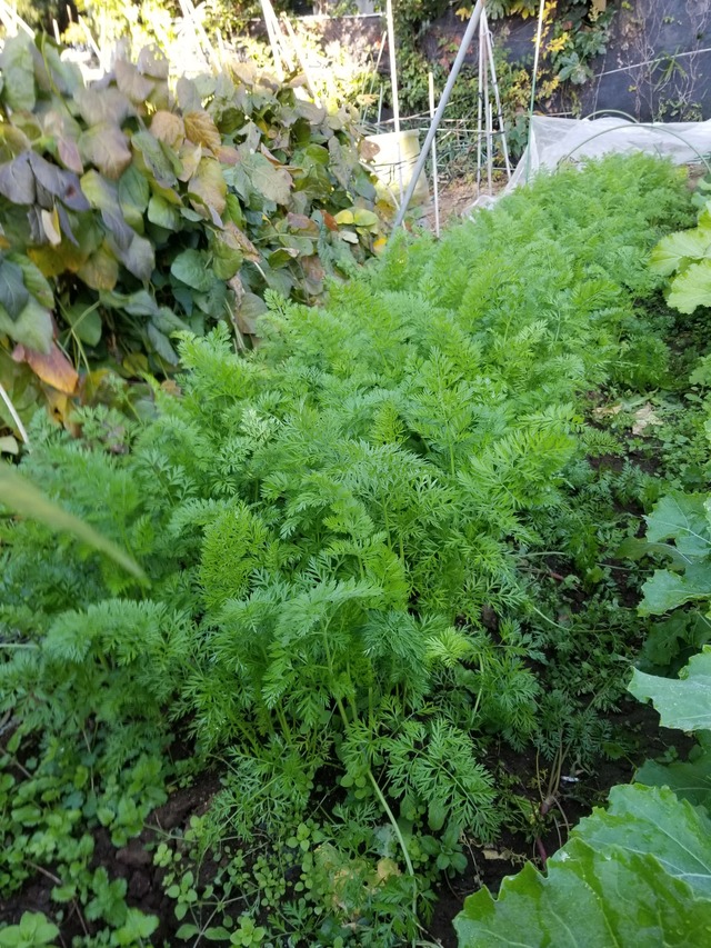 20201111_080725_copy_2268x3024