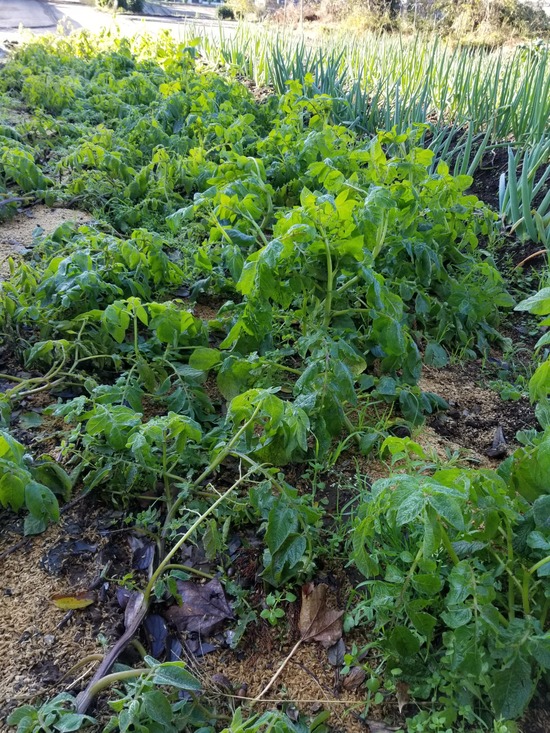 20191129_080635-1620x2160