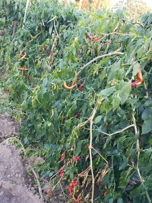 20201215_072710_copy_2268x3024