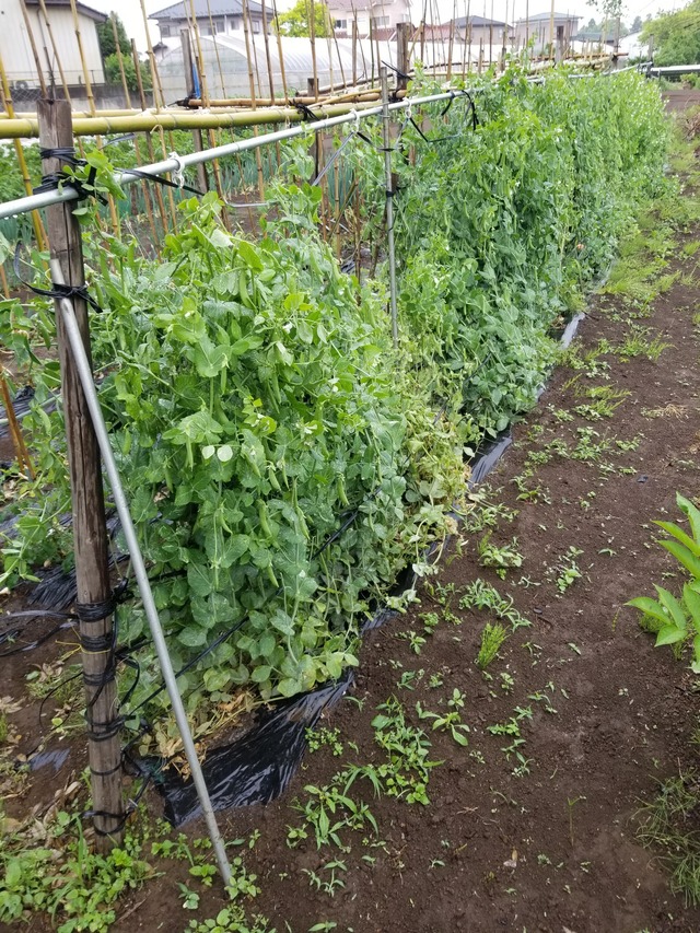 20230507_081555_copy_1512x2016