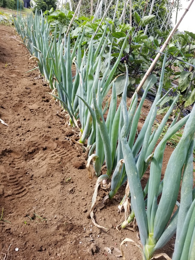 20210628_083446_copy_2268x3024