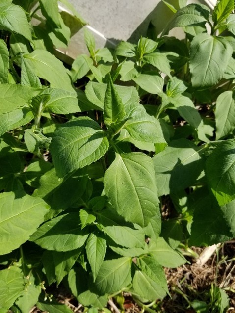 20190516_073902-1620x2160