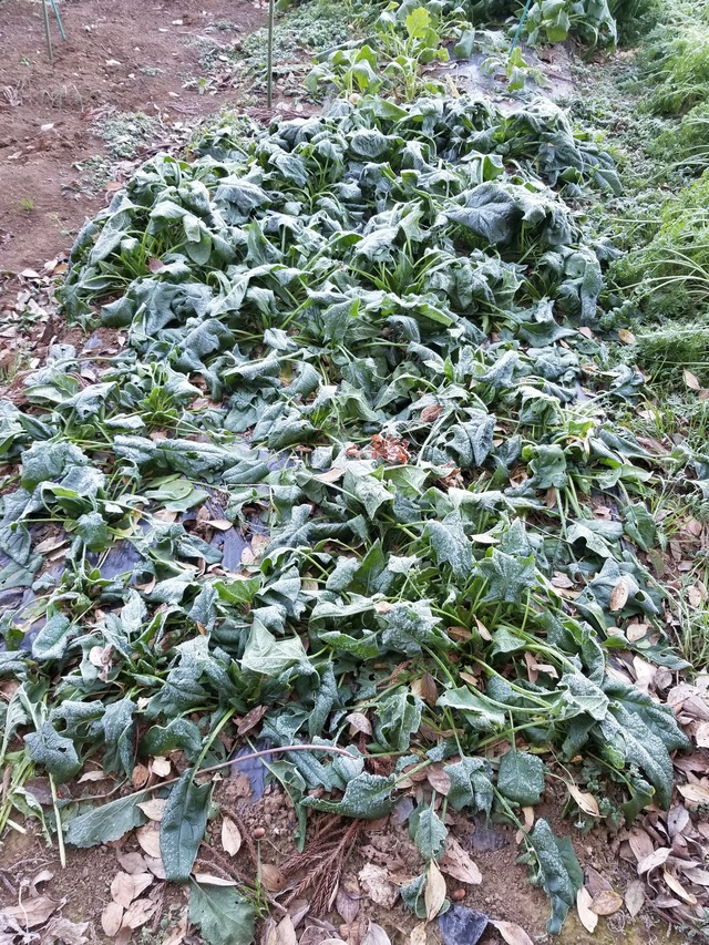 20201217_075202_copy_2268x3024