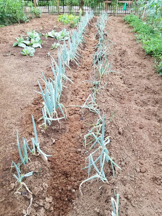 友人の畑 ますます充実してきた 鶏糞 馬糞堆肥の効果か のじさんの徒然草 友人の畑 ますます充実してきた 鶏糞 馬糞堆肥の効果か のじさんの徒然草