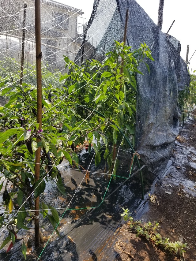 20230727_093549_copy_1512x2016