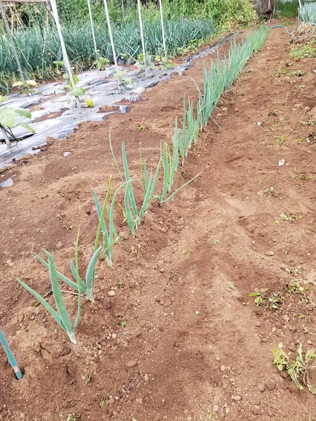 20210513_080232_copy_2268x3024