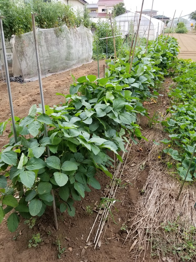 20200831_081311_copy_2268x3024