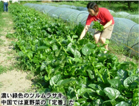 ツルムラサキに花が咲き実が着いた のじさんの徒然草