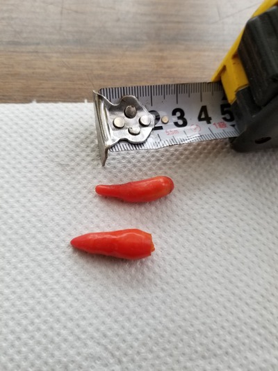 唐辛子は毎日食べると健康に良い のじさんの徒然草