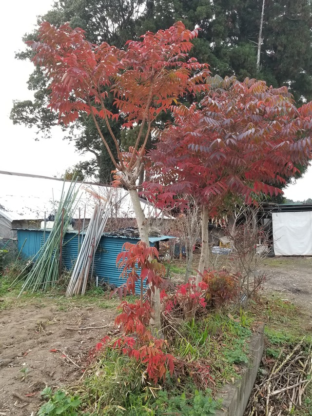 20201213_155857_copy_3024x4032