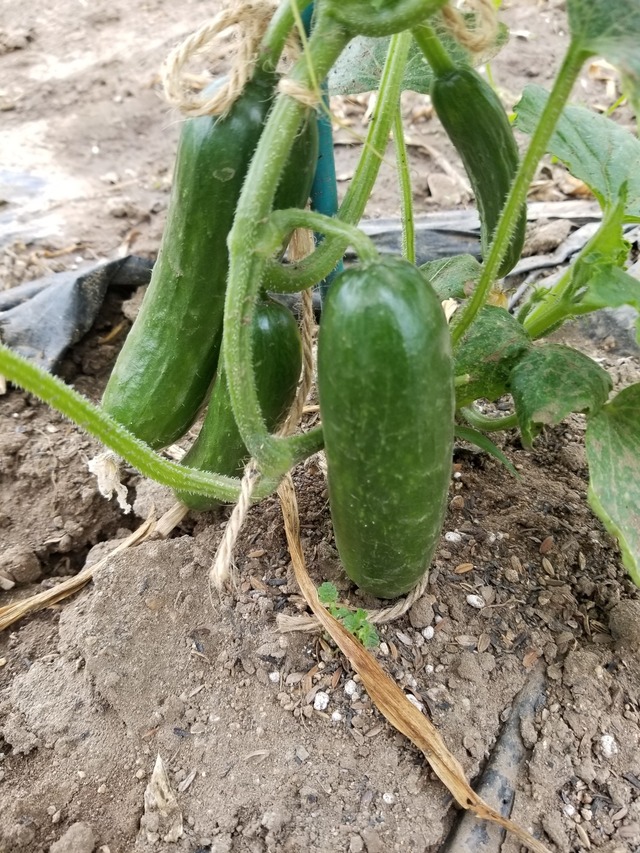 20230513_144325_copy_1512x2016