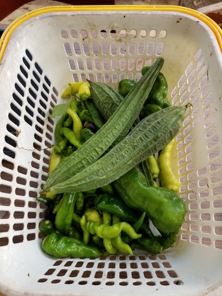 20190925_074513-1620x2160