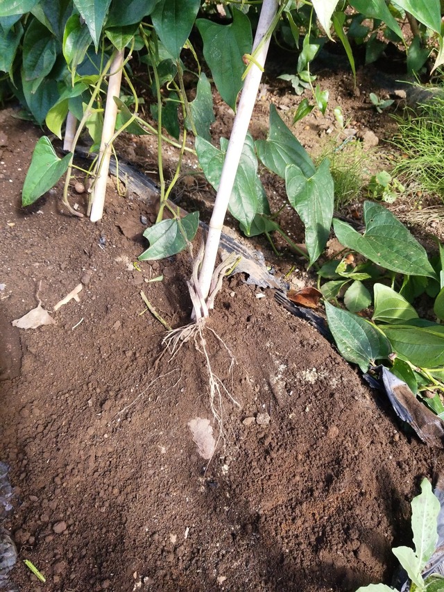 IMG_20231113_104731_DRO_copy_1512x2016