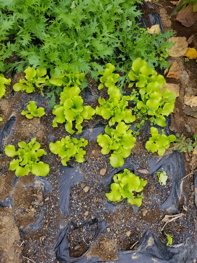 20201108_095557_copy_2268x3024