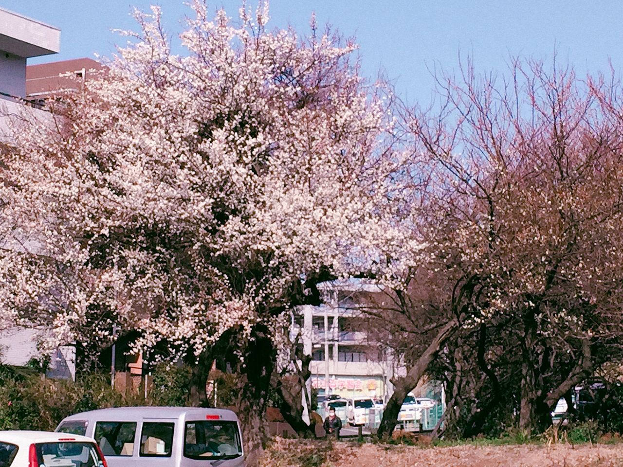 19年02月 白血病から回復 そして食べ歩き 19年02月 白血病から回復 そして食べ歩き