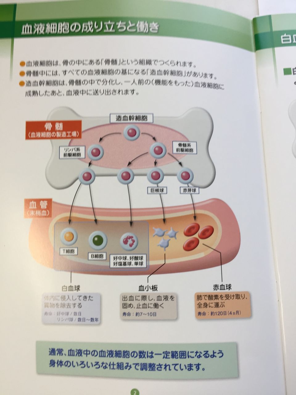 急性骨髄性白血病の闘病生活 4病気概要 白血病から回復 そして食べ歩き 急性骨髄性白血病の闘病生活 4病気概要 白血病から回復 そして食べ歩き
