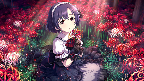 shiragiku_hotaru_01