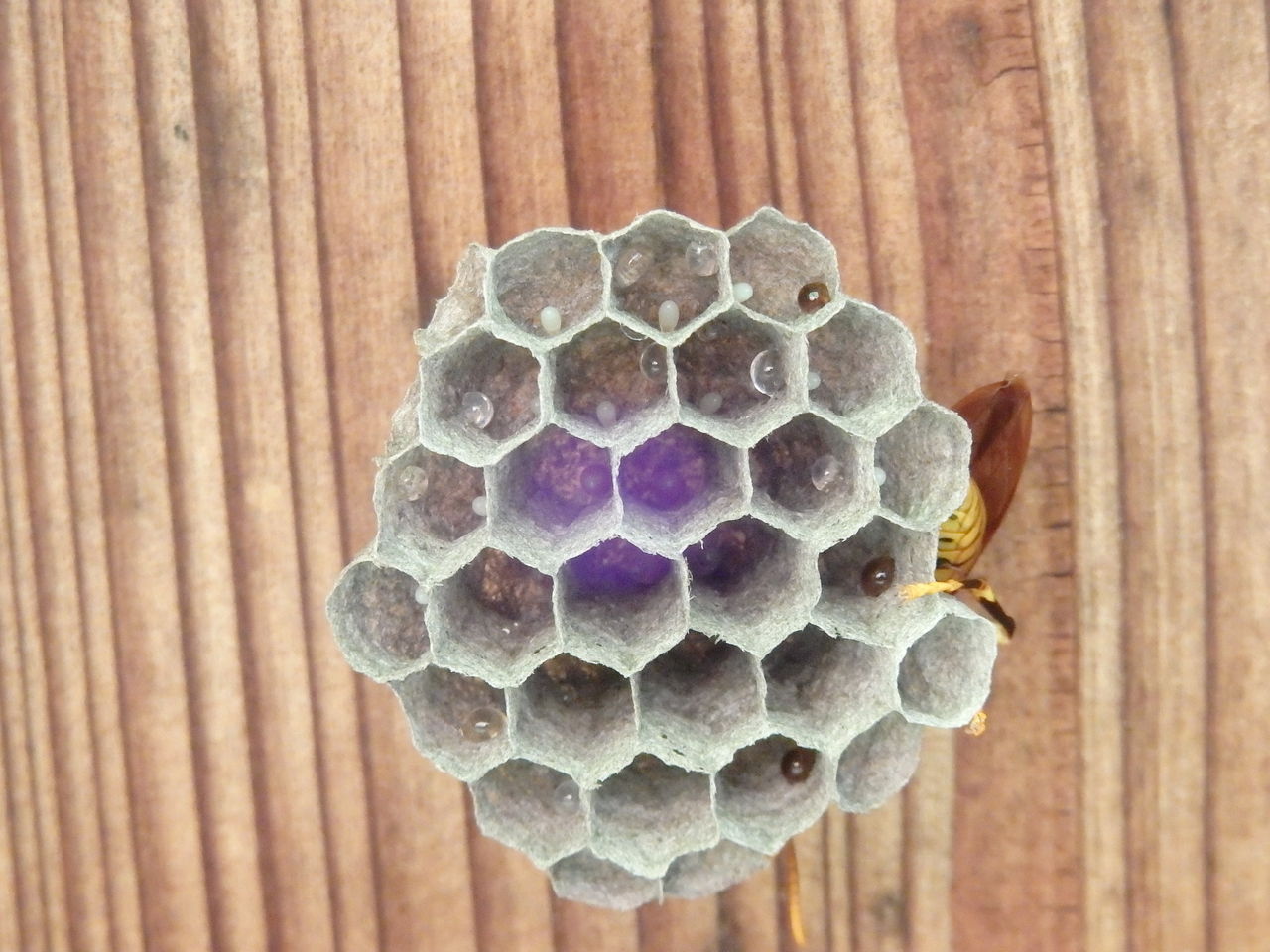 蜂の巣観察の終わり すみゆきブログ