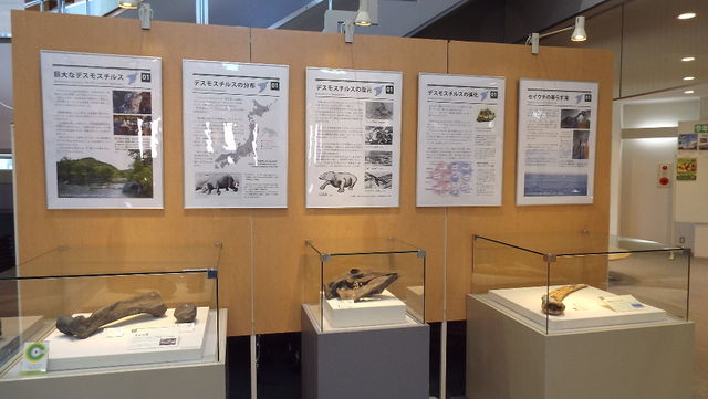 枝幸町 オホーツクミュージアムえさし 北海道応援 歴史深堀りブログ